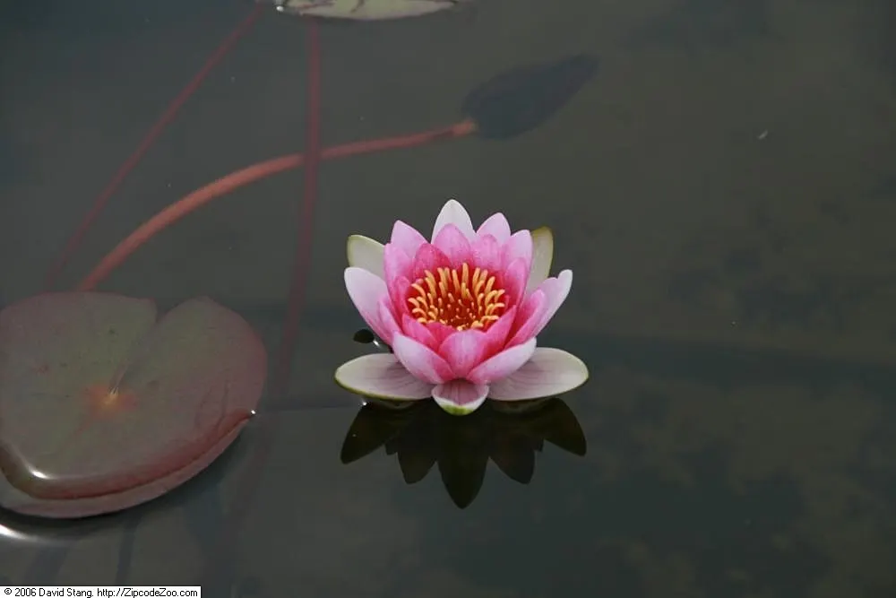 Water Lily , Hardy & Tropical (Nymphaea Cultivars) — aquatic with pink blooms; contrasting the day-blooming pattern seen in hardy, image 86