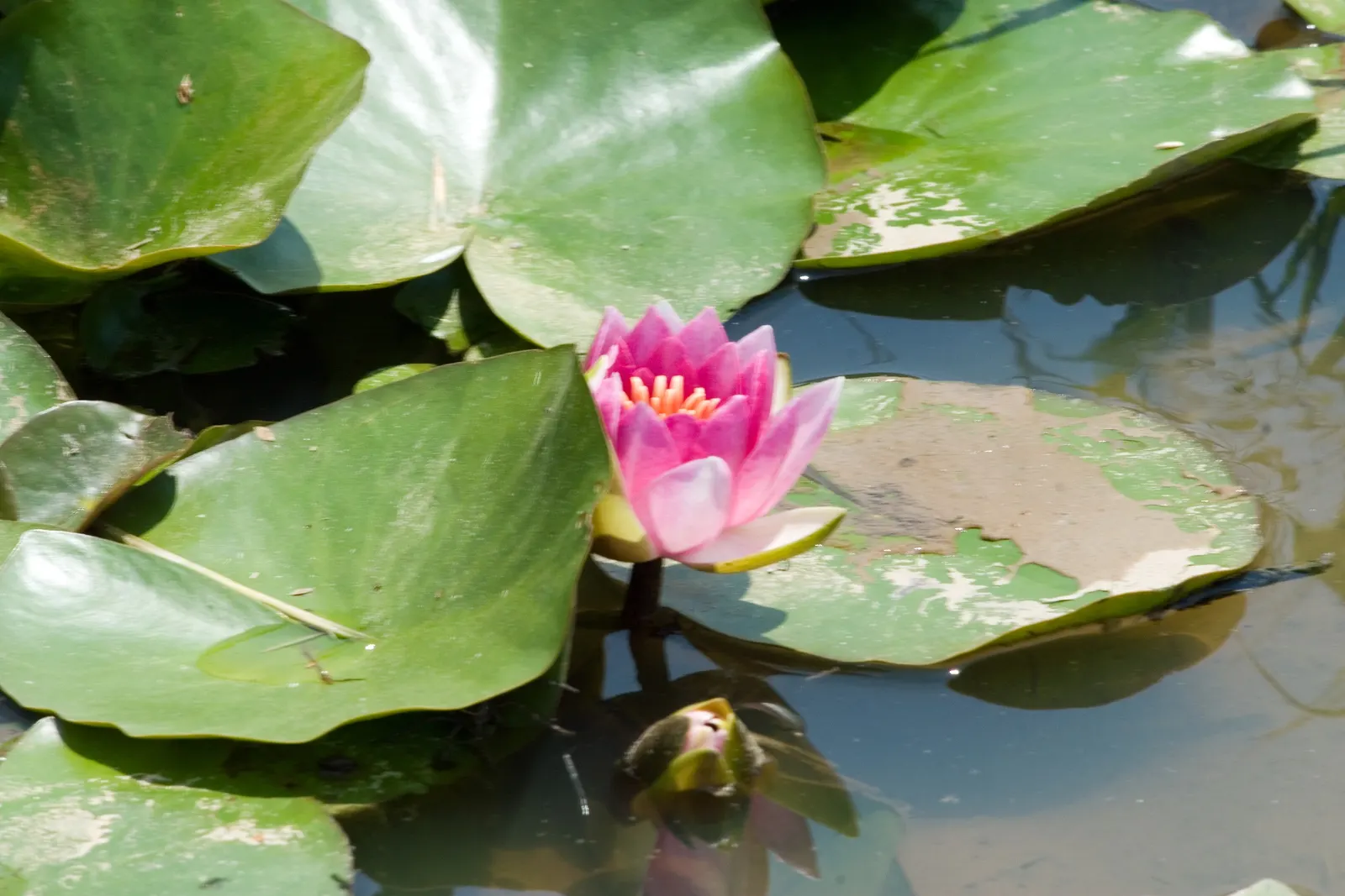 Water Lily , Hardy & Tropical (Nymphaea Cultivars) — at depths ranging from 12 to 18 inches for hardy varieties; delight with more vivid flowers