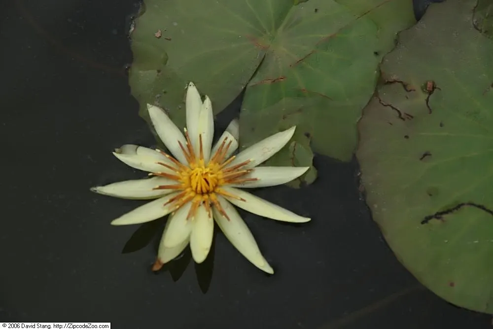 Water Lily , Hardy & Tropical (Nymphaea Cultivars) — allows these plants ample room to grow and showcase their spectacular blooms; pink flowers in the garden