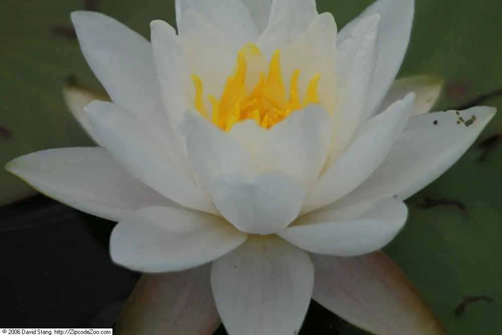 Water Lily , Hardy & Tropical (Nymphaea Cultivars) — enchant with floating blossoms spanning 2-12 inches and waxy