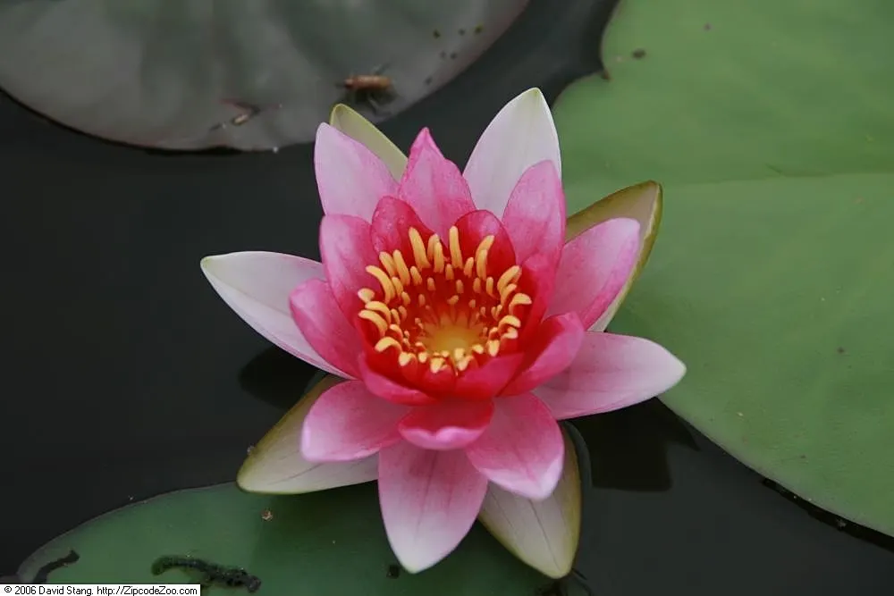 Water Lily , Hardy & Tropical (Nymphaea Cultivars) — enhancing water quality and habitat in ponds; and offer impressive surface coverage, image 68