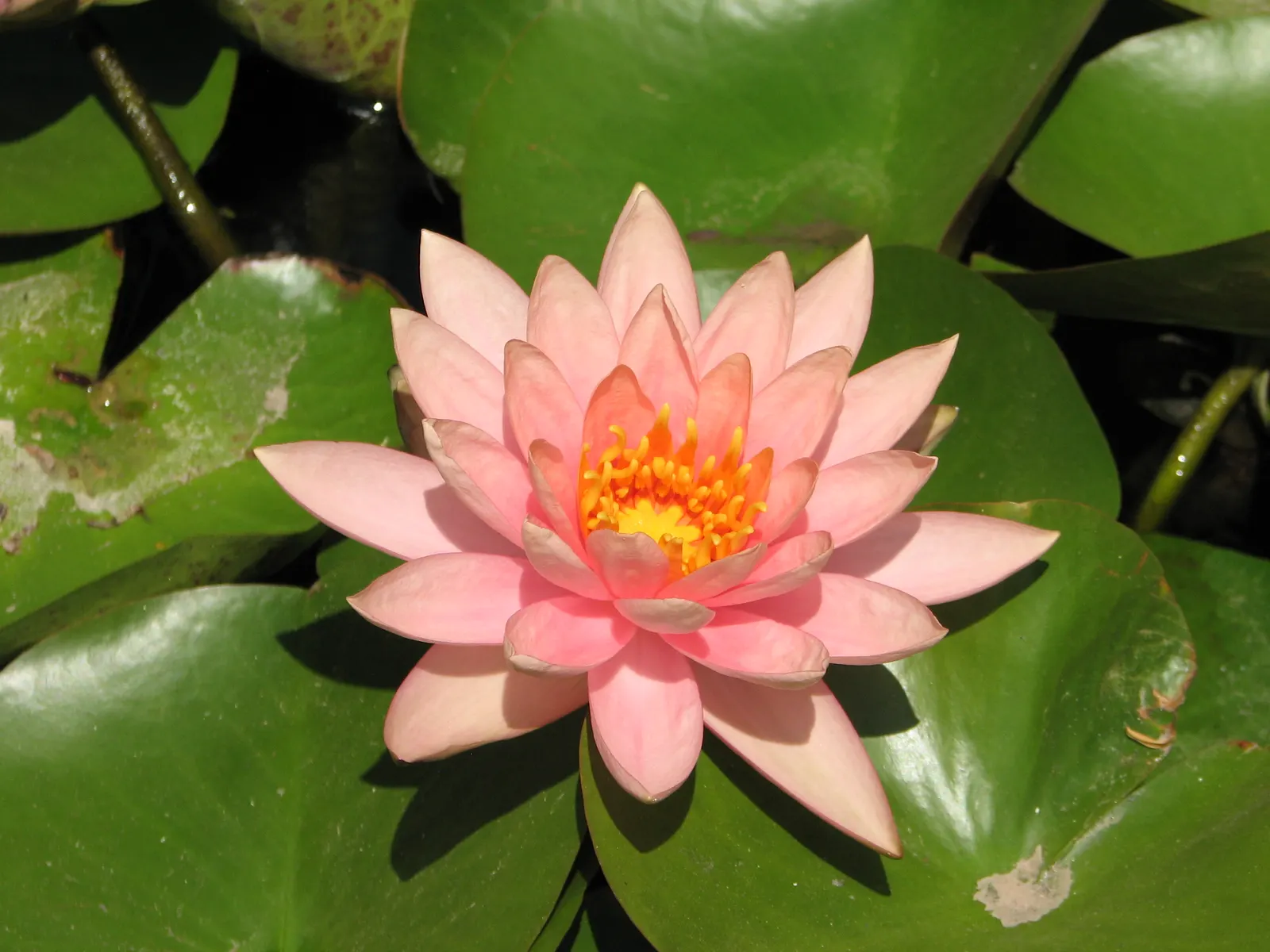 Water Lily , Hardy & Tropical (Nymphaea Cultivars) — true annuals or tender perennials in zones 10-11; hardy variants withstand colder climates, image 63