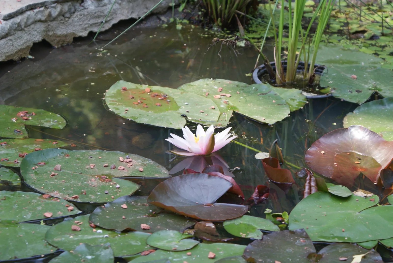 Water Lily , Hardy & Tropical (Nymphaea Cultivars) — requiring full sun for optimal bloom; generally 4 to 6 feet apart