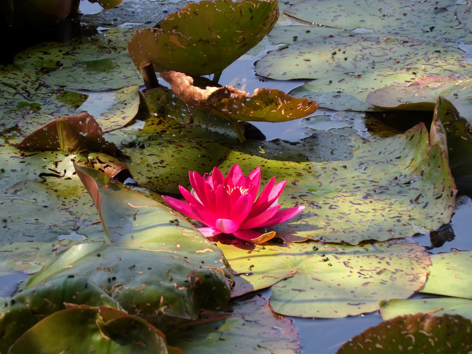 Water Lily , Hardy & Tropical (Nymphaea Cultivars) — and 6 to 18 inches for tropical types