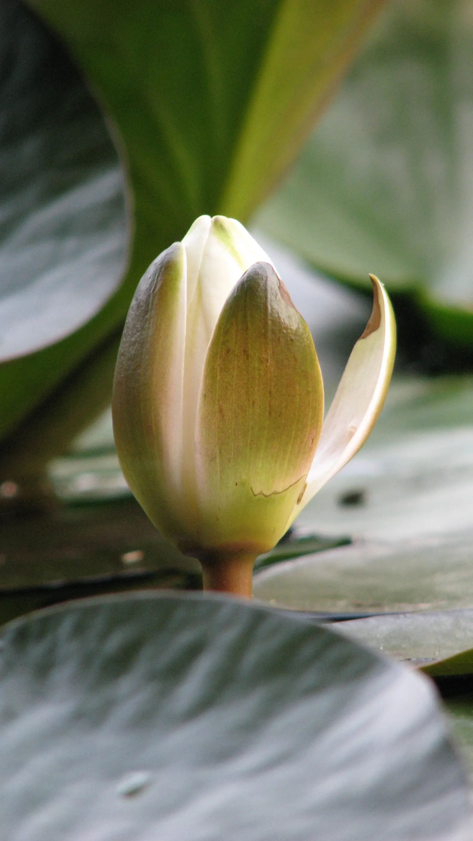 Water Lily , Hardy & Tropical (Nymphaea Cultivars) — perennially returning in zones 3-11
