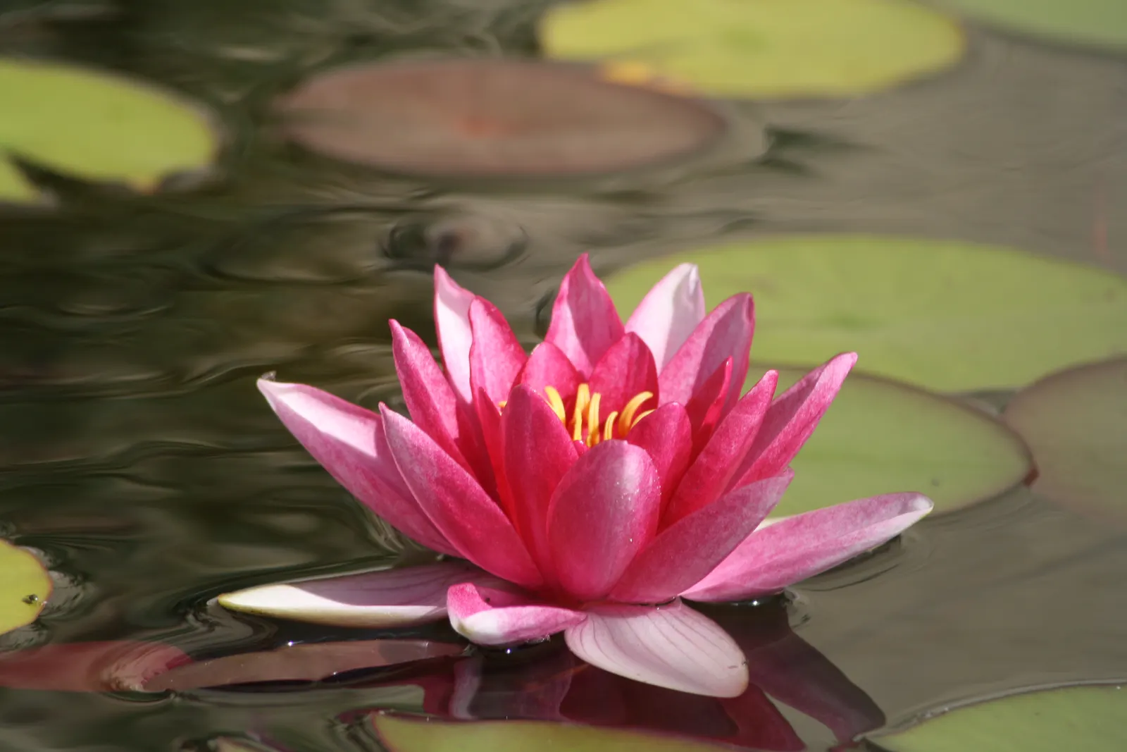 Water Lily , Hardy & Tropical (Nymphaea Cultivars) — commonly referred to as Water Lilies