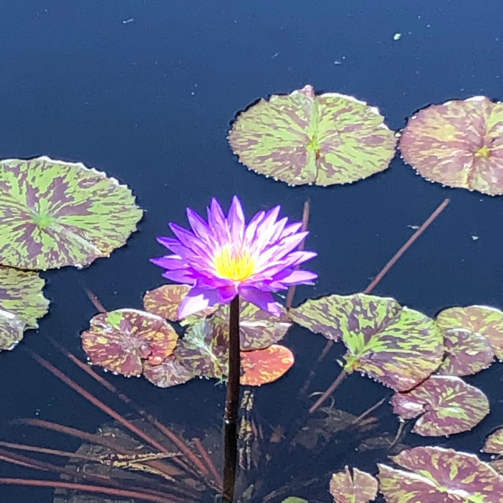 Water Lily , Hardy & Tropical (Nymphaea Cultivars) — aquatic for full or half; making them a centerpiece in any aquatic garden display, image 87