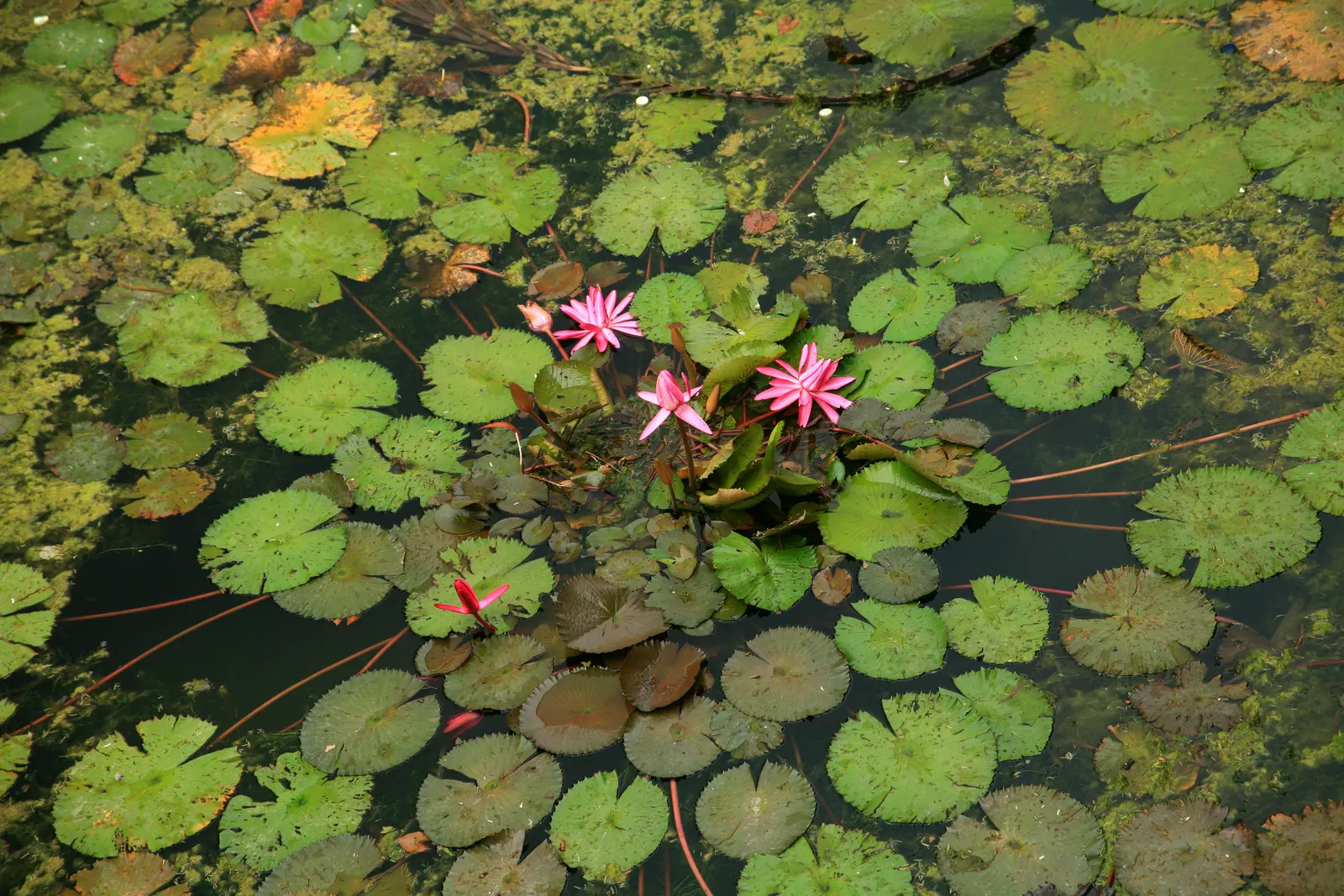 Water Lily , Hardy & Tropical (Nymphaea Cultivars) — Tropical types can also take on night-blooming behaviors; these aquatic plants favor depths of 18-30 inches