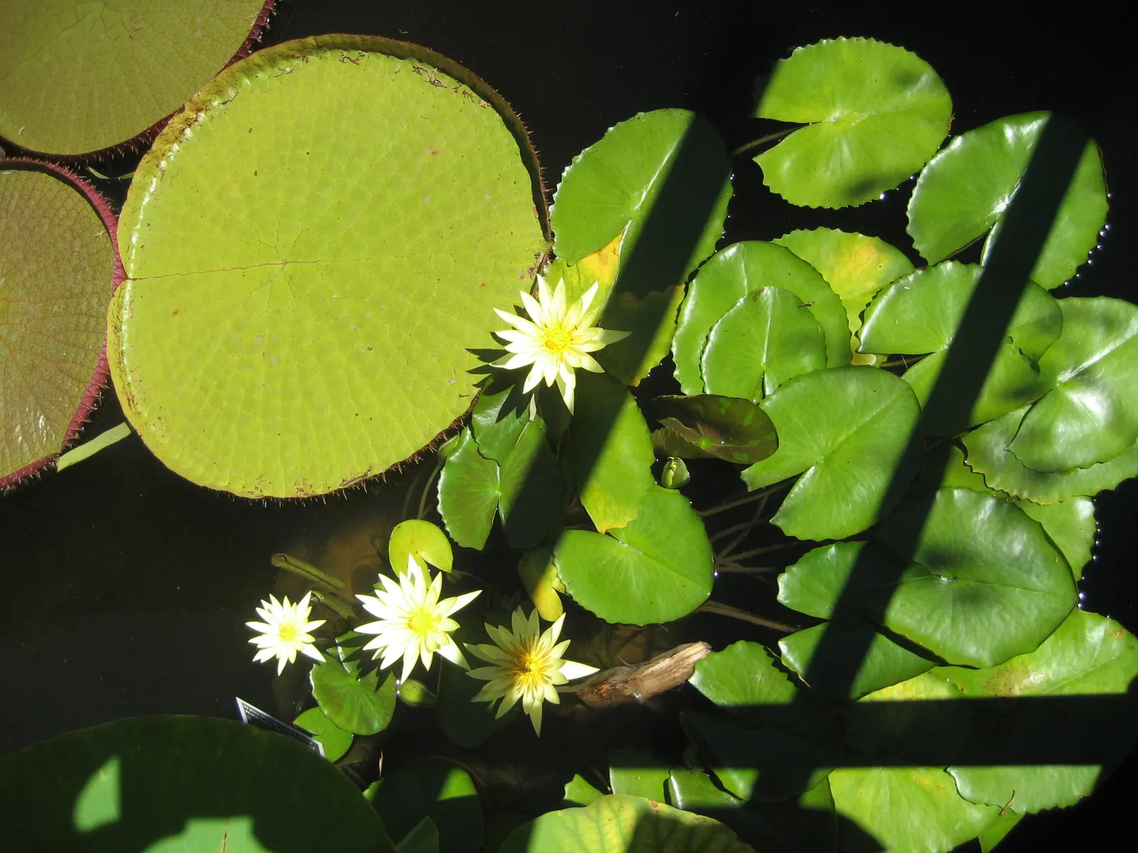 Water Lily , Hardy & Tropical (Nymphaea Cultivars) — They thrive in still water and require planting in containers; aquatic with pink blooms, image 79