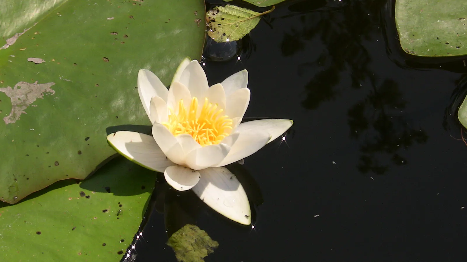 Water Lily , Hardy & Tropical (Nymphaea Cultivars) — and 6 to 18 inches for tropical types; open in the early morning and close in the late, image 81
