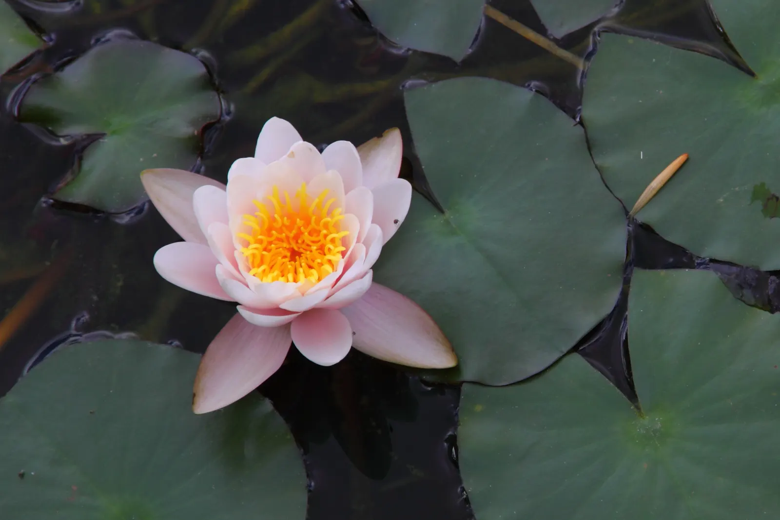 Water Lily , Hardy & Tropical (Nymphaea Cultivars) — and offer impressive surface coverage; enchant with floating blossoms spanning 2-12 inches and, image 67