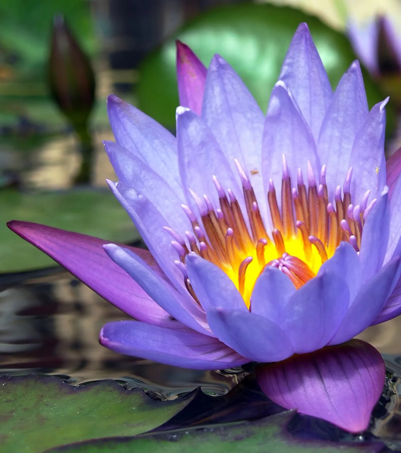 Water Lily , Hardy & Tropical (Nymphaea Cultivars) — Hardy variants withstand colder climates; tropical types can also take on night-blooming behaviors