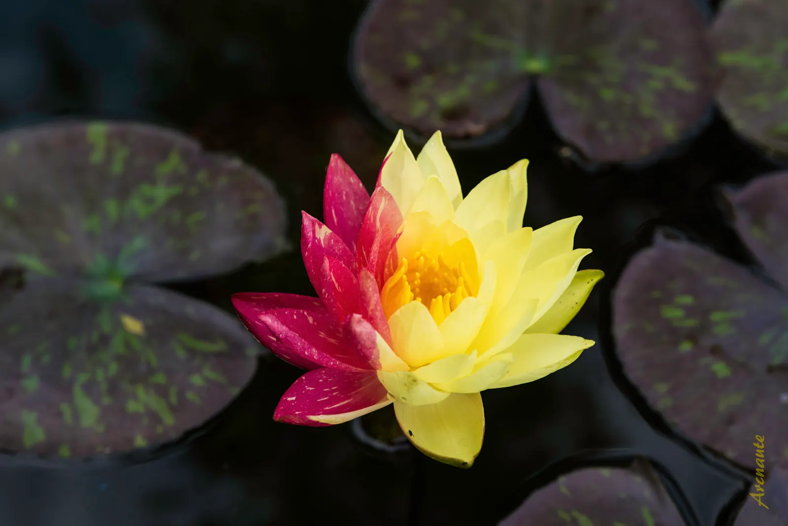 Water Lily , Hardy & Tropical (Nymphaea Cultivars) — enhancing water quality and habitat in ponds