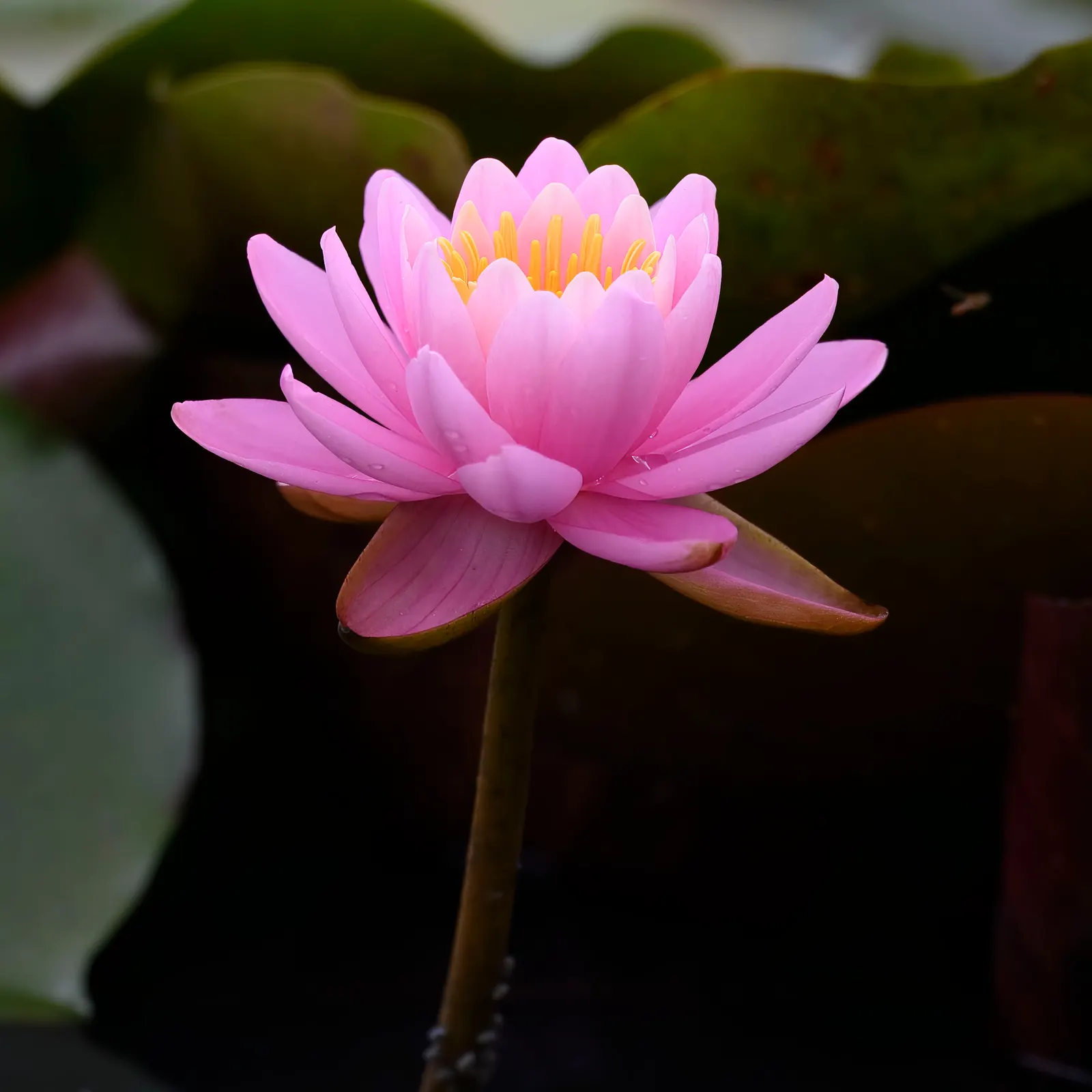 Water Lily , Hardy & Tropical (Nymphaea Cultivars) — perennially returning in zones 3-11; allows these plants ample room to grow and showcase their, image 62