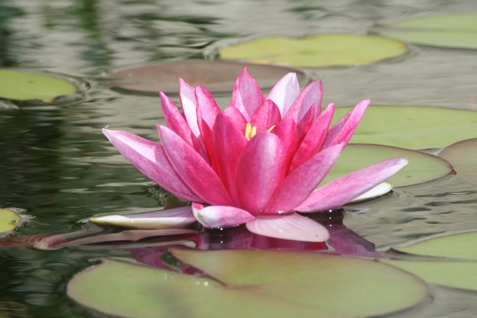 Water Lily , Hardy & Tropical (Nymphaea Cultivars) — contrasting the day-blooming pattern seen in hardy species.<br><br>When designing a landscape