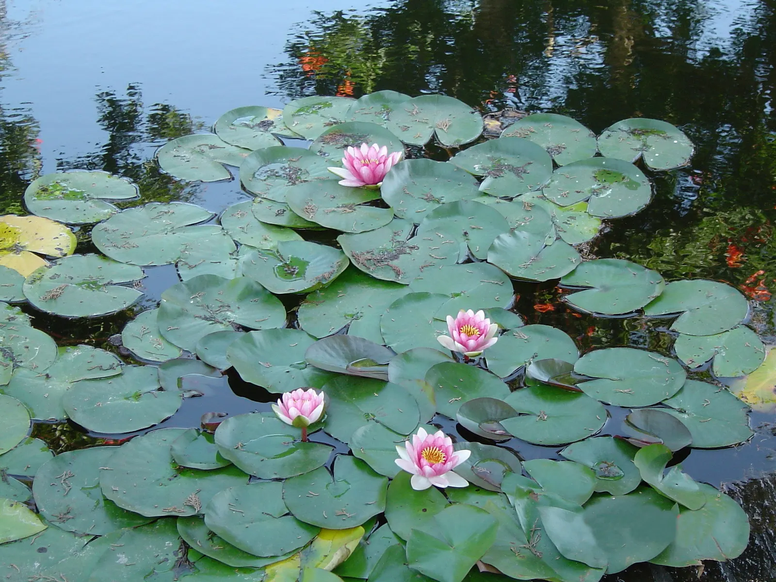 Water Lily , Hardy & Tropical (Nymphaea Cultivars) — consider the sun requirement of at least 6 hours of direct sunlight per day for optimal blooming; they