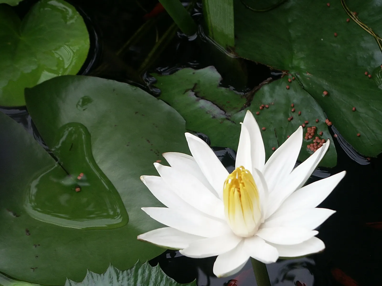Water Lily , Hardy & Tropical (Nymphaea Cultivars) — These aquatic plants favor depths of 18-30 inches; these lilies can produce blue, purple, or even fuchsia