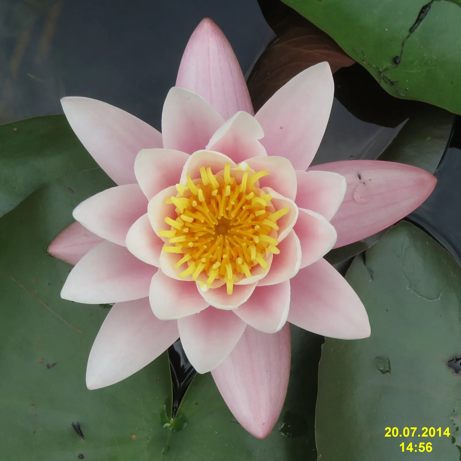Water Lily , Hardy & Tropical (Nymphaea Cultivars) — These lilies can produce blue, purple, or even fuchsia flowers, and some varieties emit a, image 46