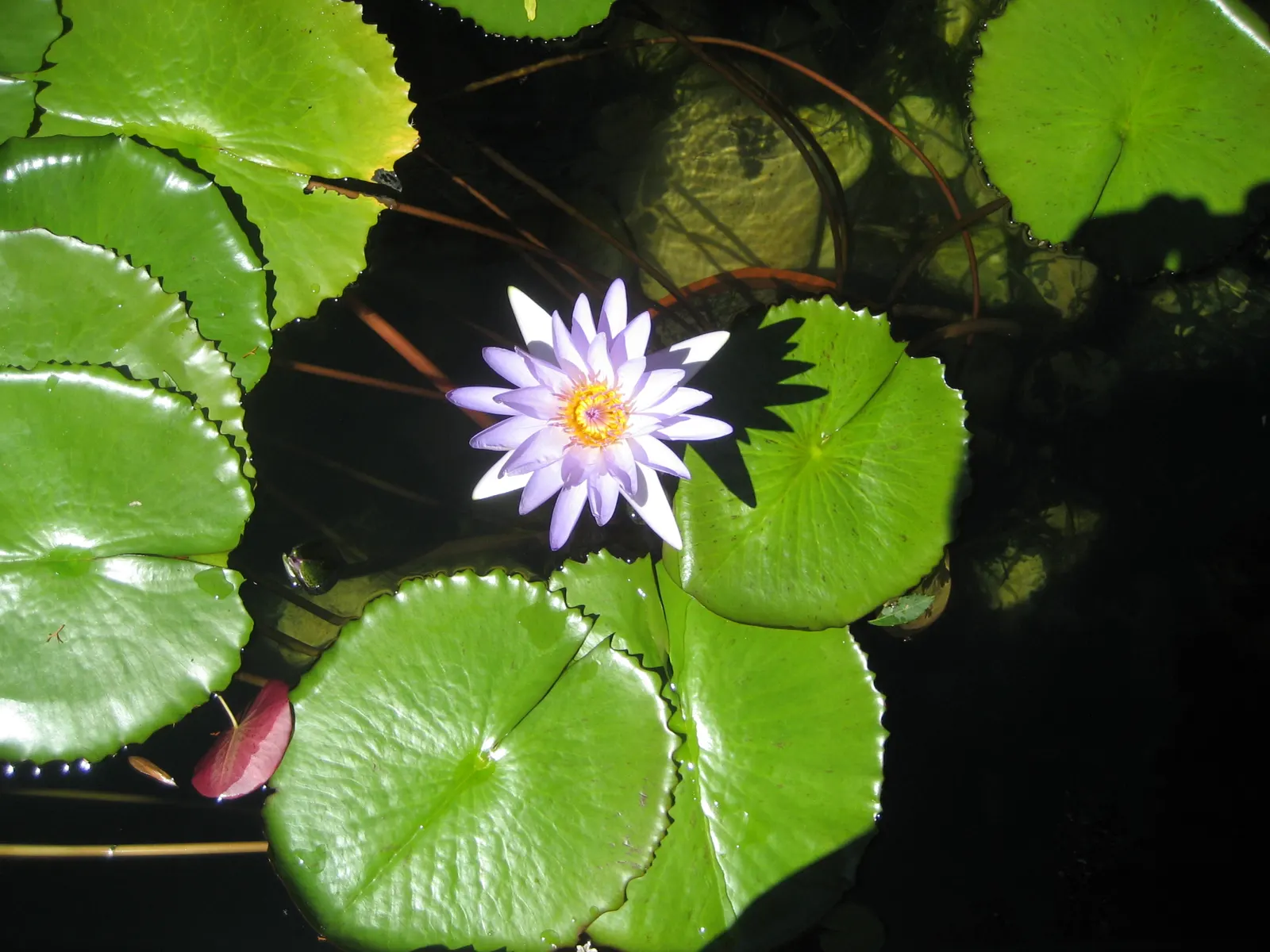 Water Lily , Hardy & Tropical (Nymphaea Cultivars) — The round foliage is generally green and lily pads can grow up to 8 to 12 inches in diameter, image 73