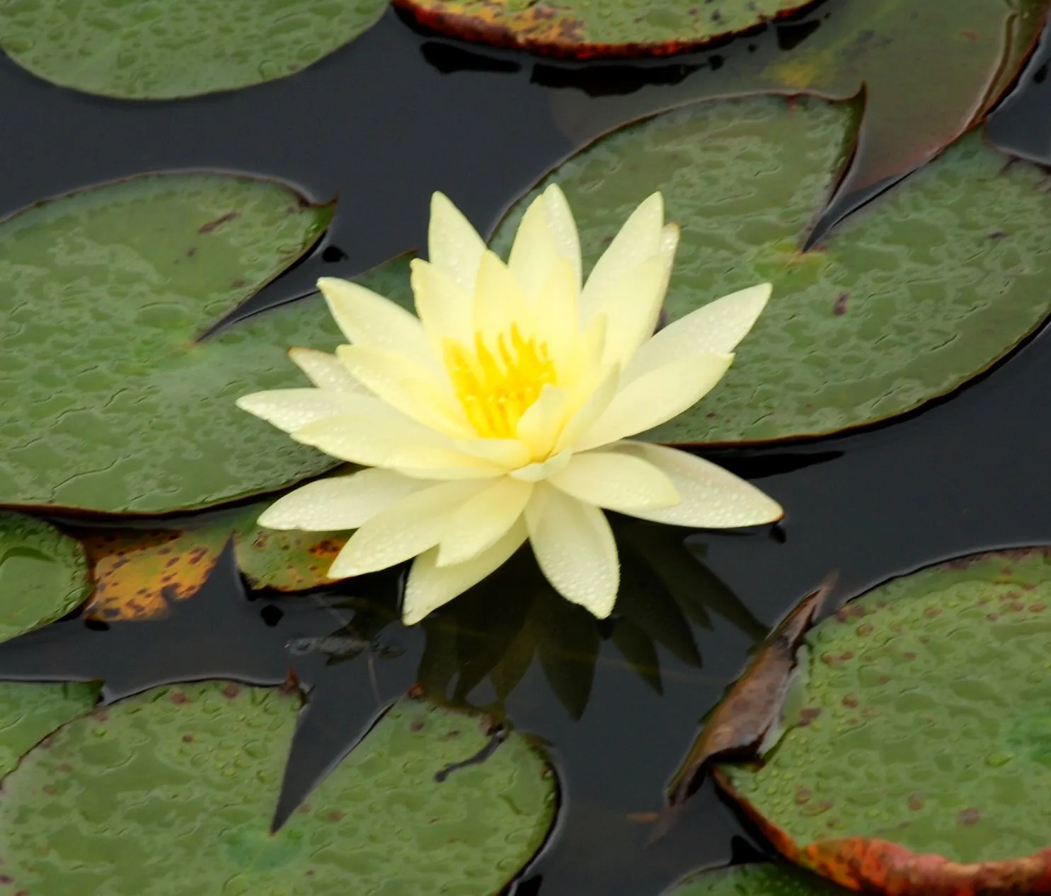 Water Lily , Hardy & Tropical (Nymphaea Cultivars) — Water lilies (Nymphaea cultivars)