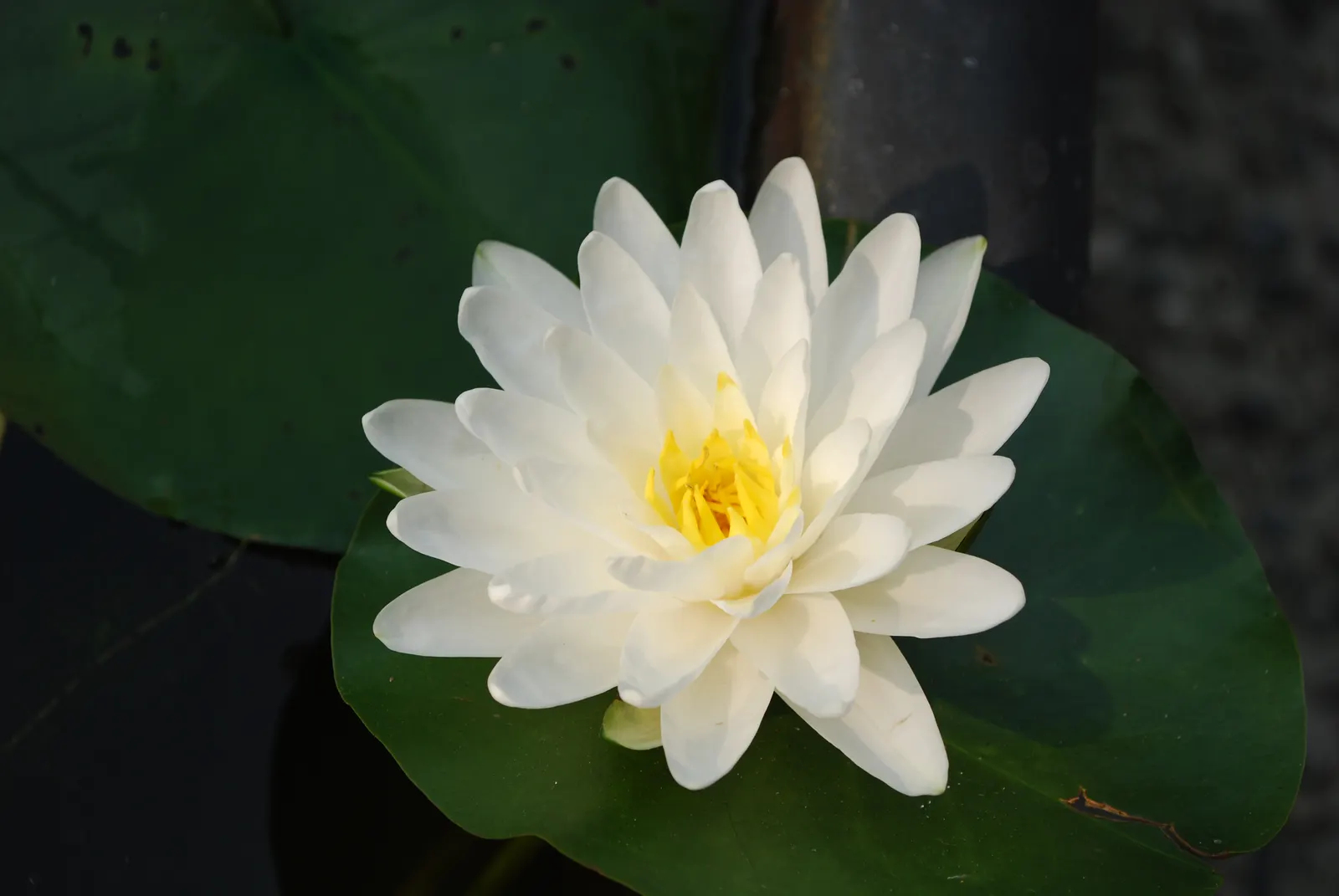 Water Lily , Hardy & Tropical (Nymphaea Cultivars) — making them a centerpiece in any aquatic garden display; true annuals or tender perennials in, image 84
