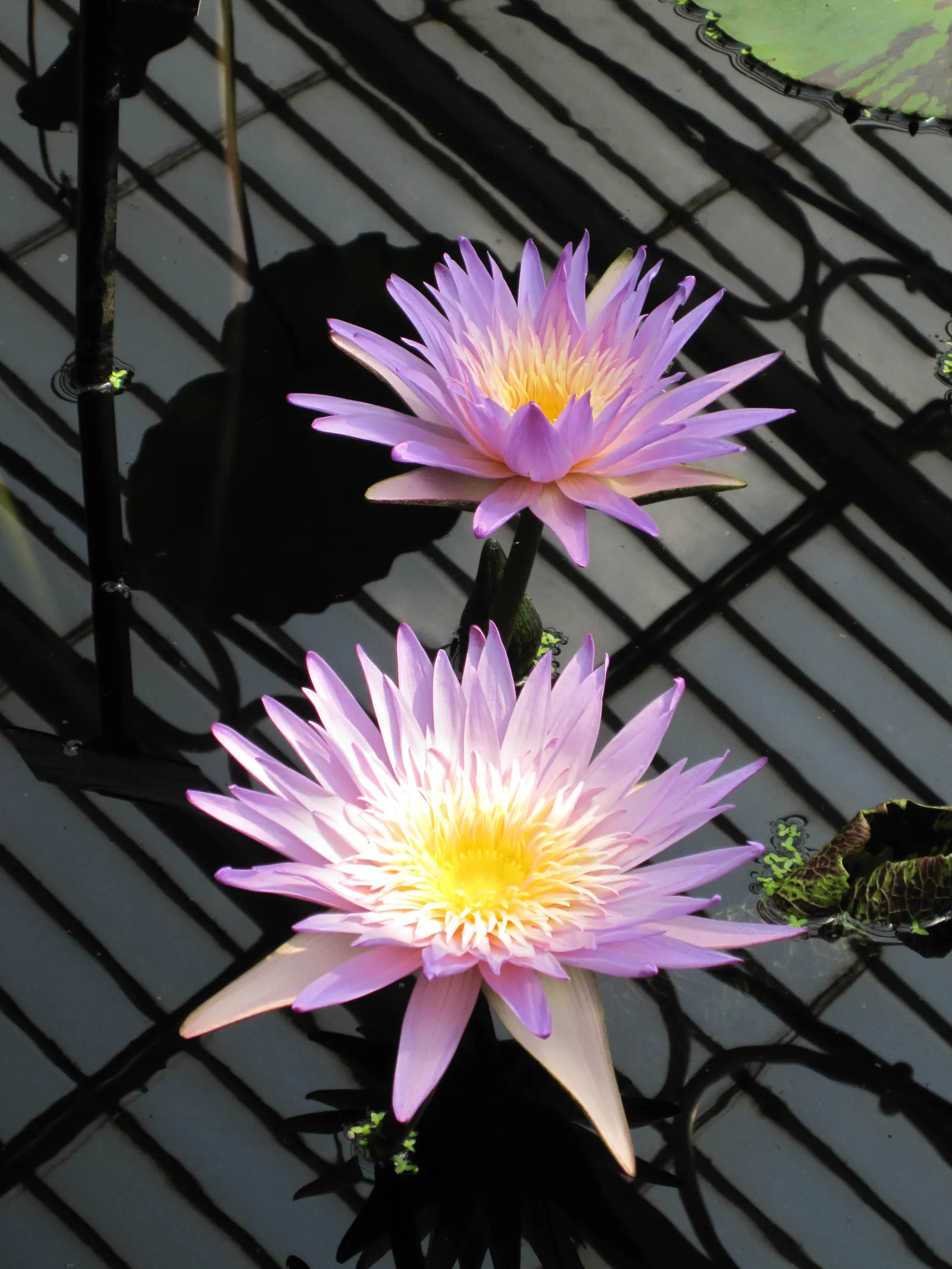 Water Lily , Hardy & Tropical (Nymphaea Cultivars) — enchant with floating blossoms spanning 2-12 inches and waxy; commonly referred to as Water, image 60