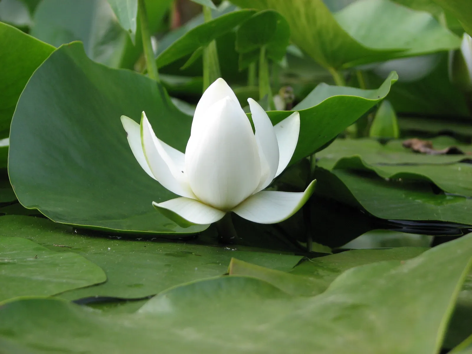 Water Lily , Hardy & Tropical (Nymphaea Cultivars) — enchant with floating blossoms spanning 2-12 inches and waxy; commonly referred to as Water Lilies