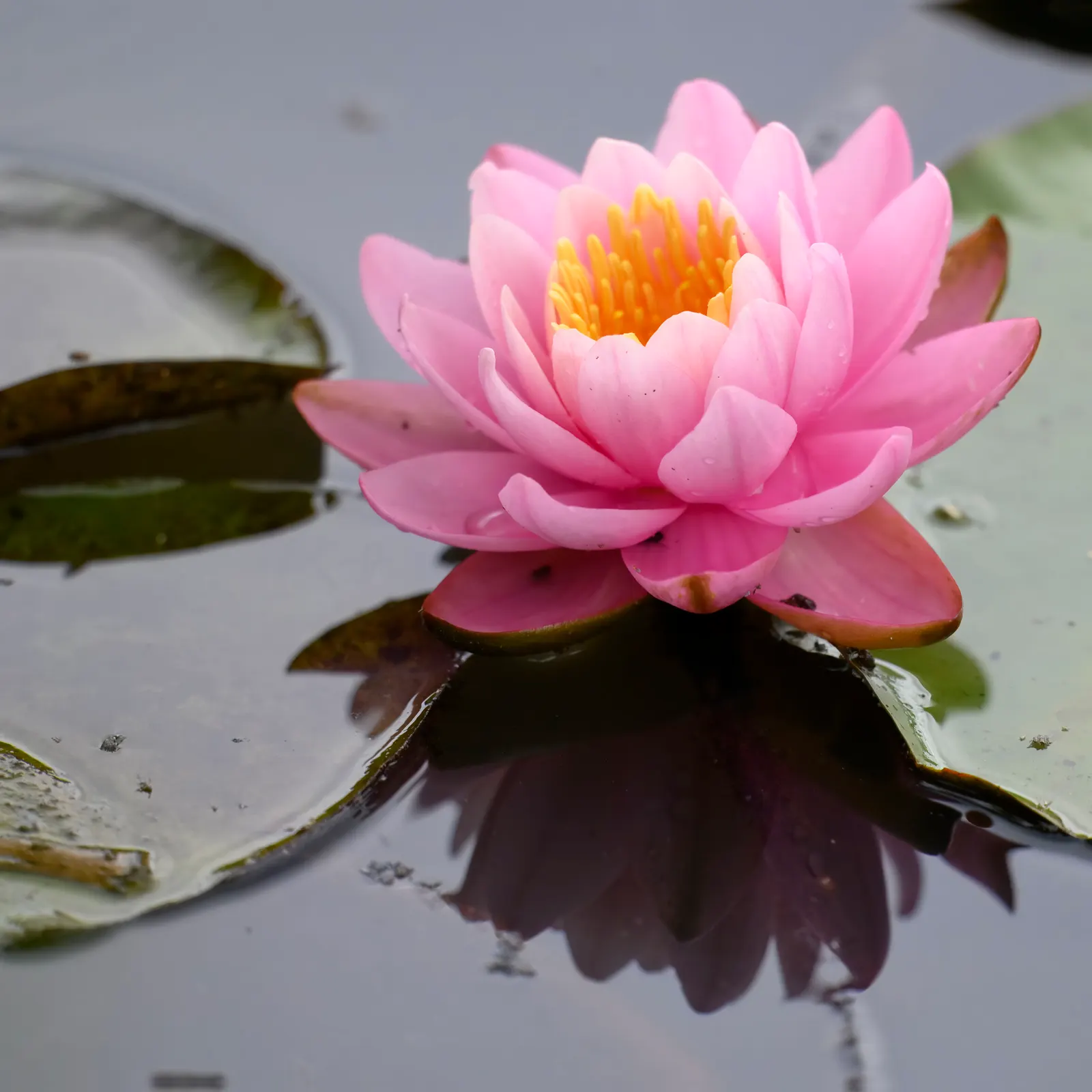 Water Lily , Hardy & Tropical (Nymphaea Cultivars) — making them a centerpiece in any aquatic garden display; true annuals or tender perennials in zones 10-11