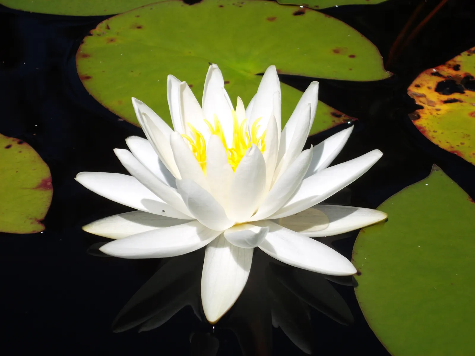 Water Lily , Hardy & Tropical (Nymphaea Cultivars) — allows these plants ample room to grow and showcase their spectacular blooms