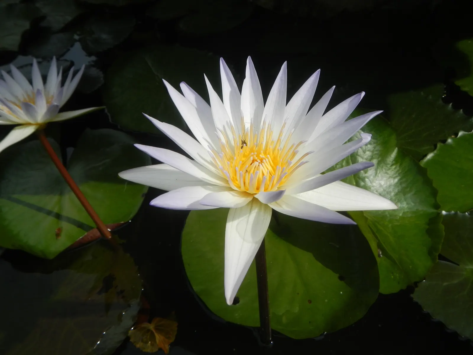 Water Lily , Hardy & Tropical (Nymphaea Cultivars) — These aquatic plants favor depths of 18-30 inches