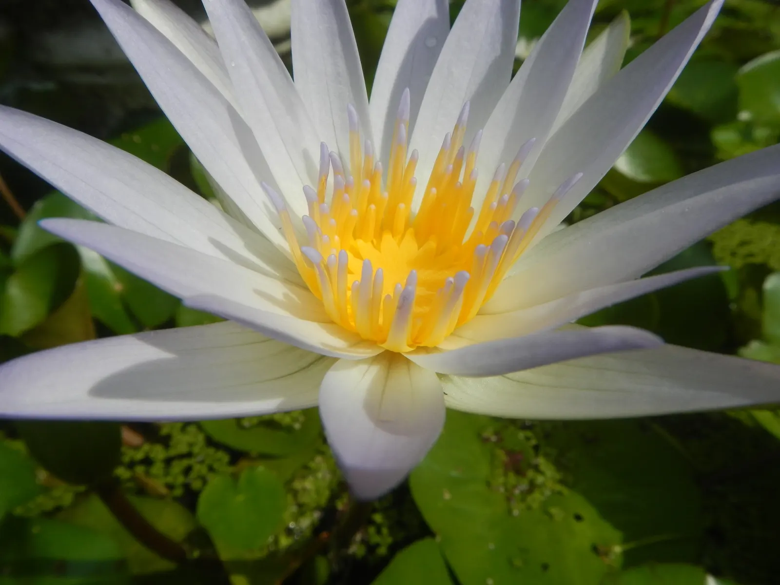 Water Lily , Hardy & Tropical (Nymphaea Cultivars) — consider the sun requirement of at least 6 hours of direct sunlight per day for optimal, image 78