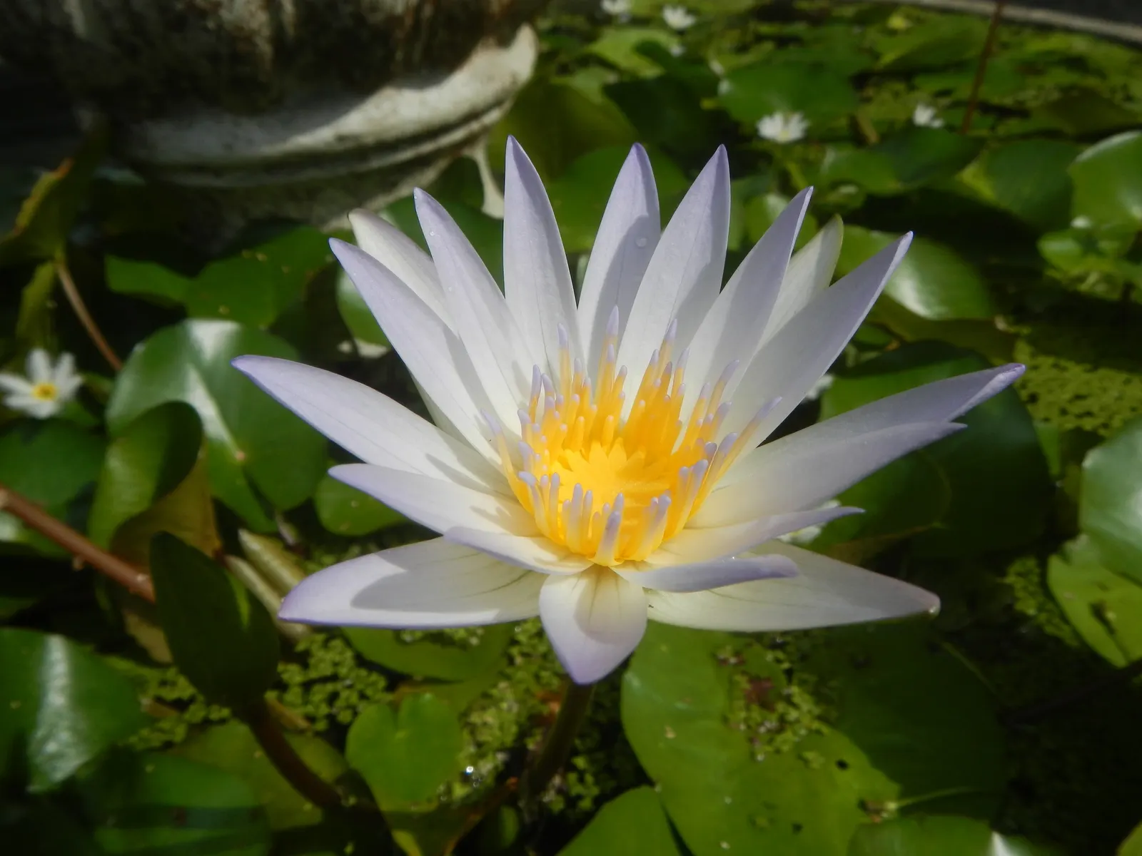 Water Lily , Hardy & Tropical (Nymphaea Cultivars) — open in the early morning and close in the late afternoon
