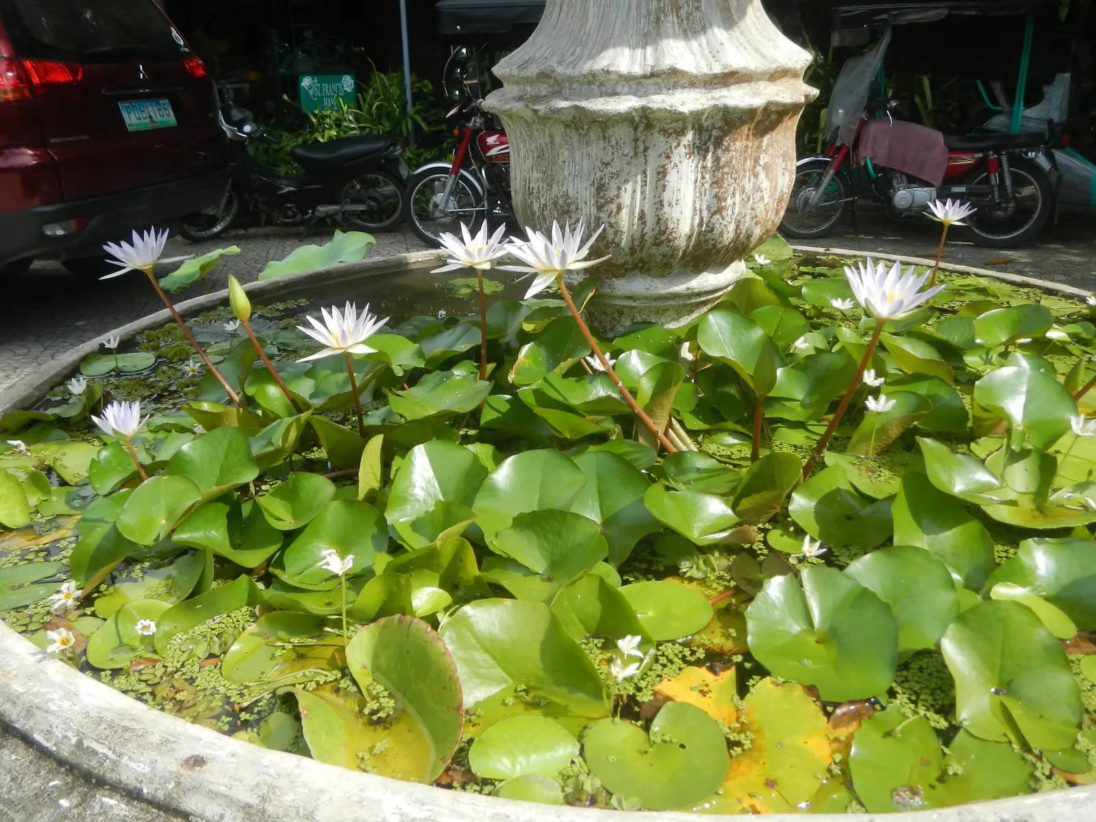 Water Lily , Hardy & Tropical (Nymphaea Cultivars) — making them a centerpiece in any aquatic garden display