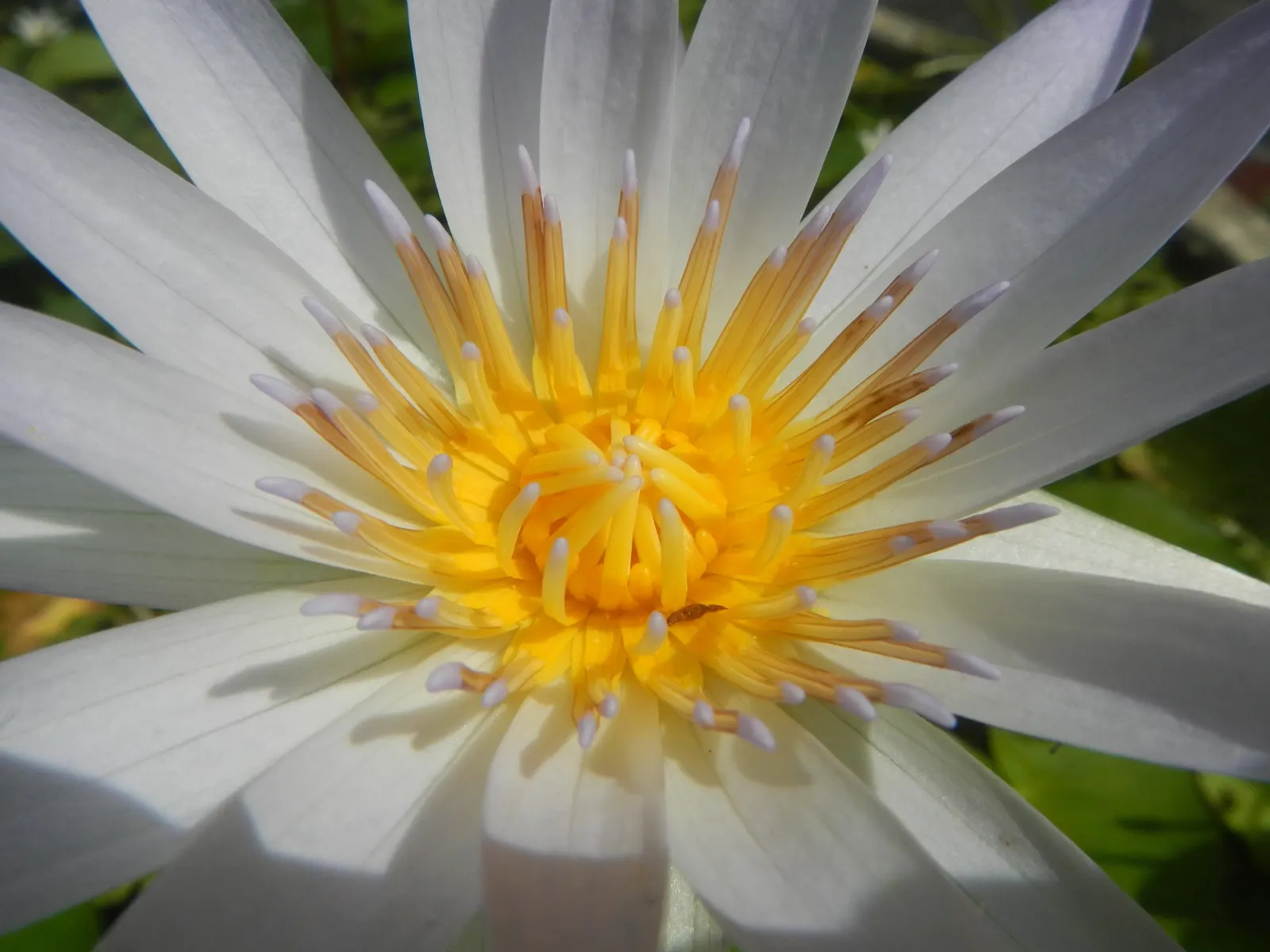 Water Lily , Hardy & Tropical (Nymphaea Cultivars) — generally 4 to 6 feet apart; consider the sun requirement of at least 6 hours of direct, image 82
