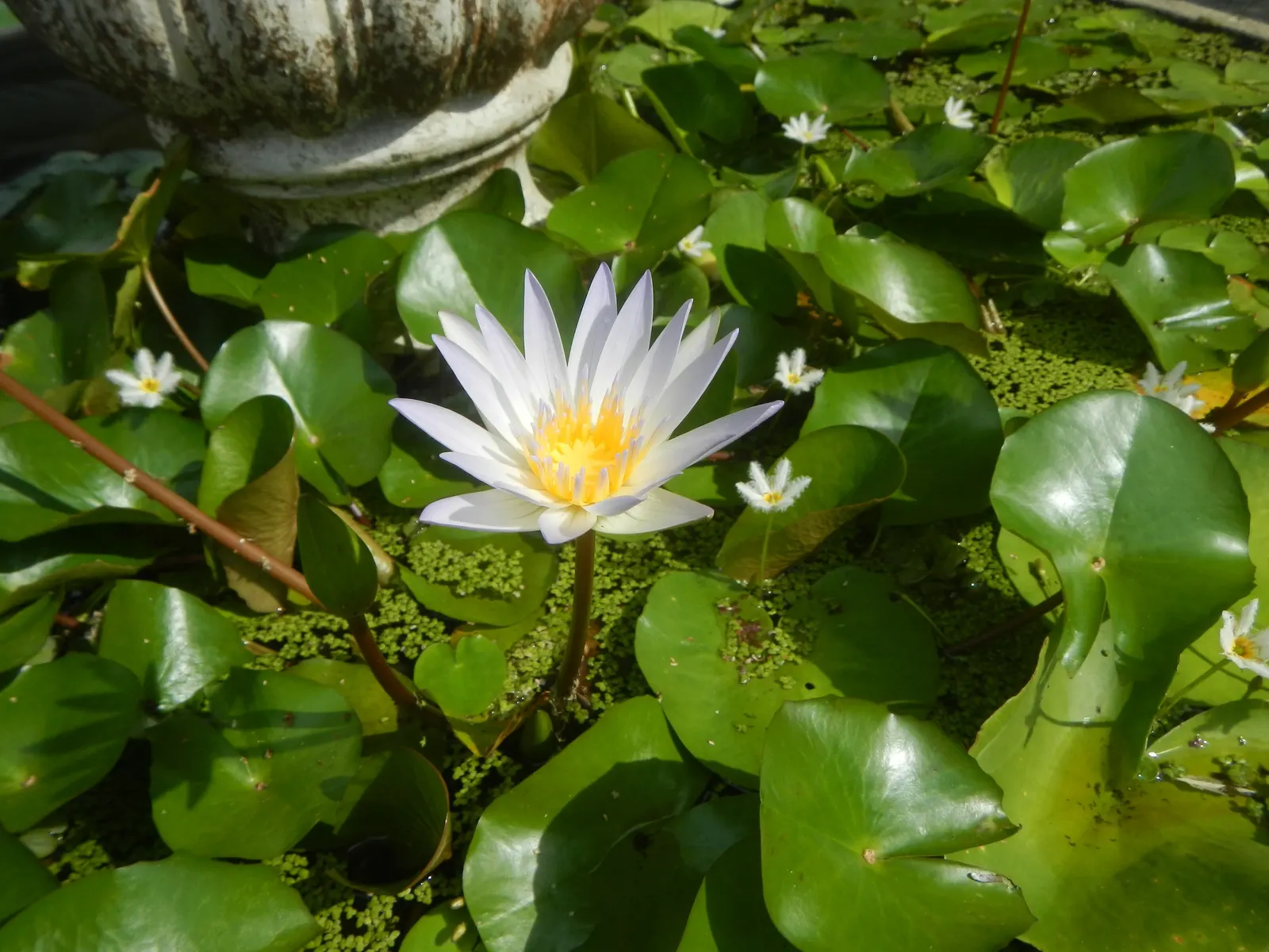 Water Lily , Hardy & Tropical (Nymphaea Cultivars) — generally 4 to 6 feet apart; consider the sun requirement of at least 6 hours of direct sunlight per day