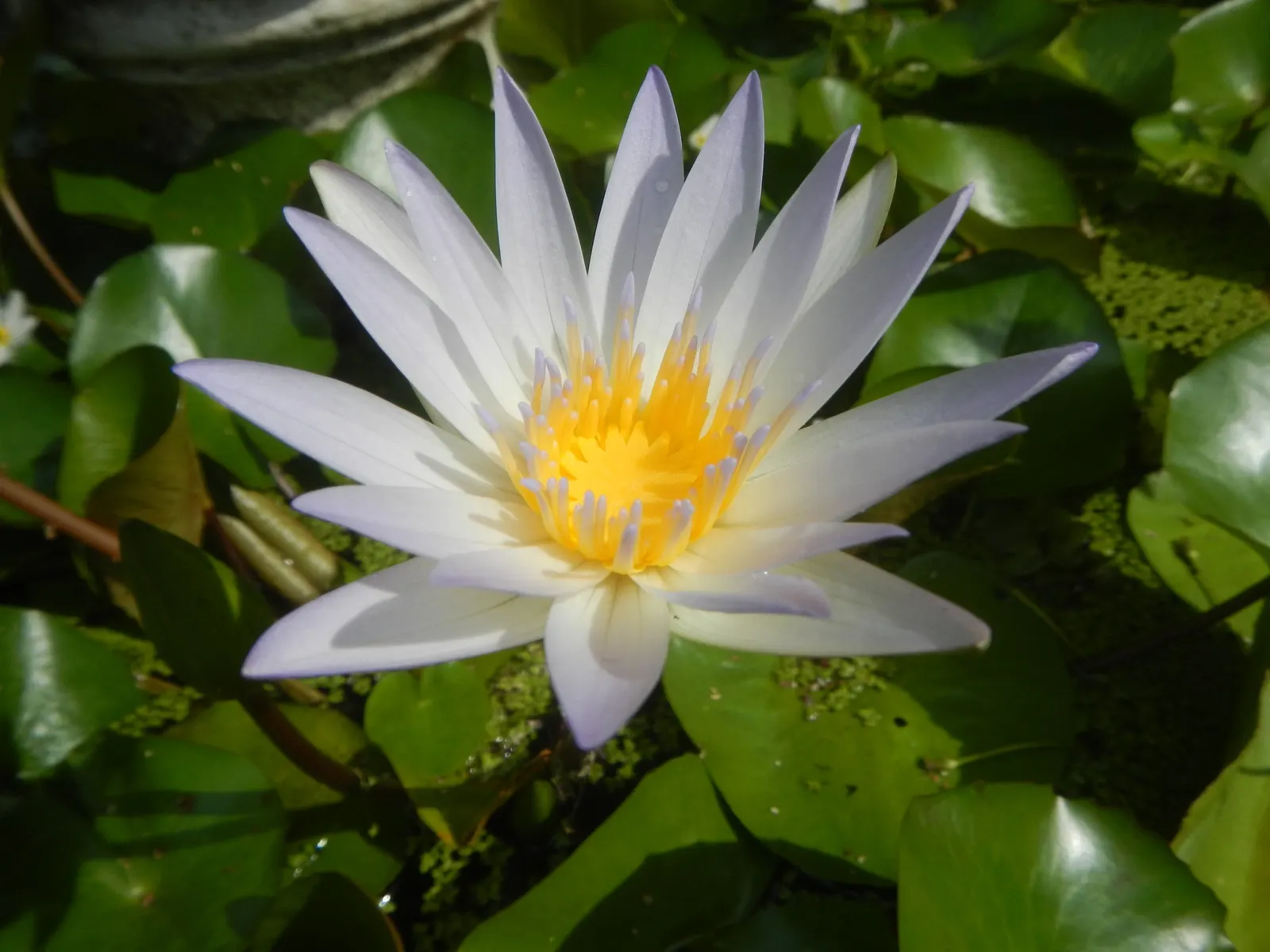 Water Lily , Hardy & Tropical (Nymphaea Cultivars) — often slightly floating above the water's surface on robust stems; requiring full sun for, image 72