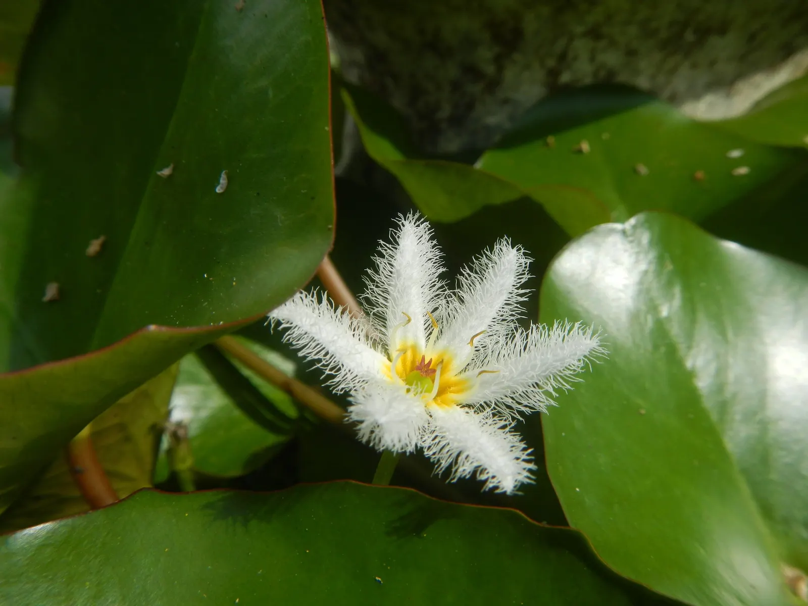 Water Lily , Hardy & Tropical (Nymphaea Cultivars) — open in the early morning and close in the late afternoon; water lilies (Nymphaea cultivars), image 71