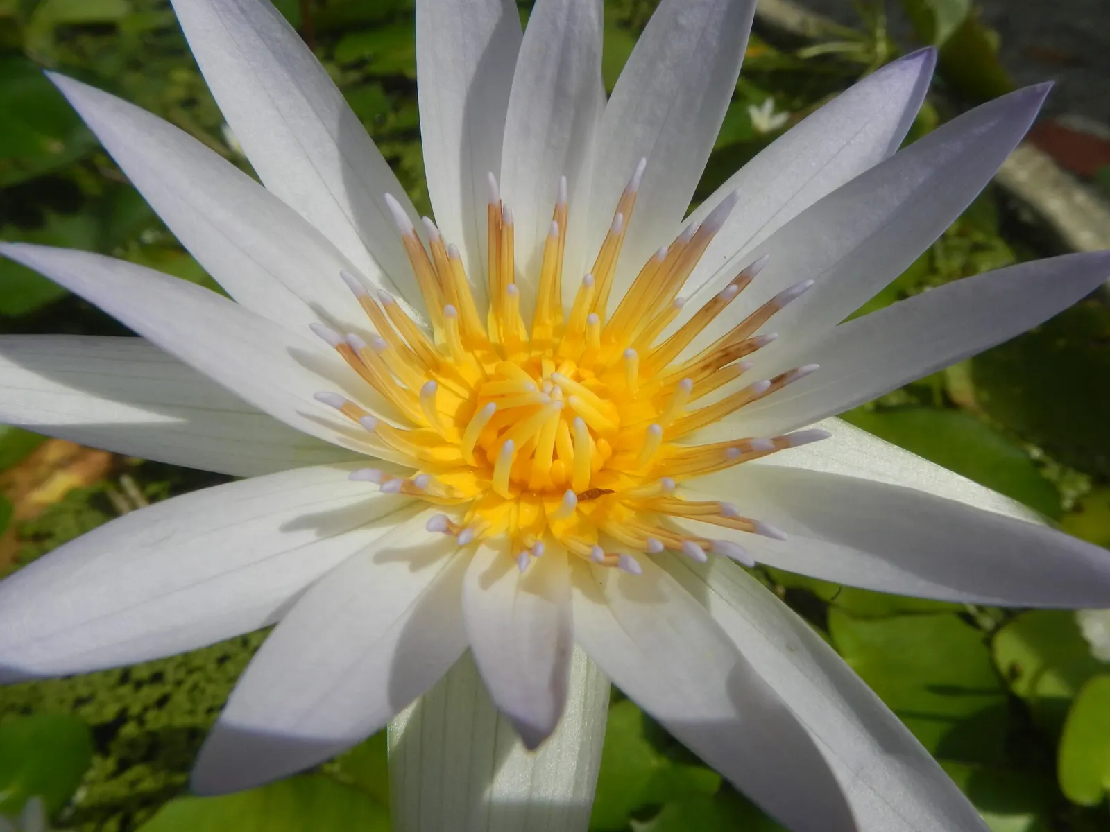 Water Lily , Hardy & Tropical (Nymphaea Cultivars) — They thrive in still water and require planting in containers
