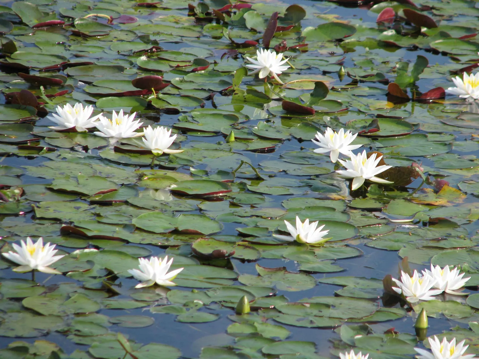 Water Lily , Hardy & Tropical (Nymphaea Cultivars) — consider the sun requirement of at least 6 hours of direct sunlight per day for optimal blooming