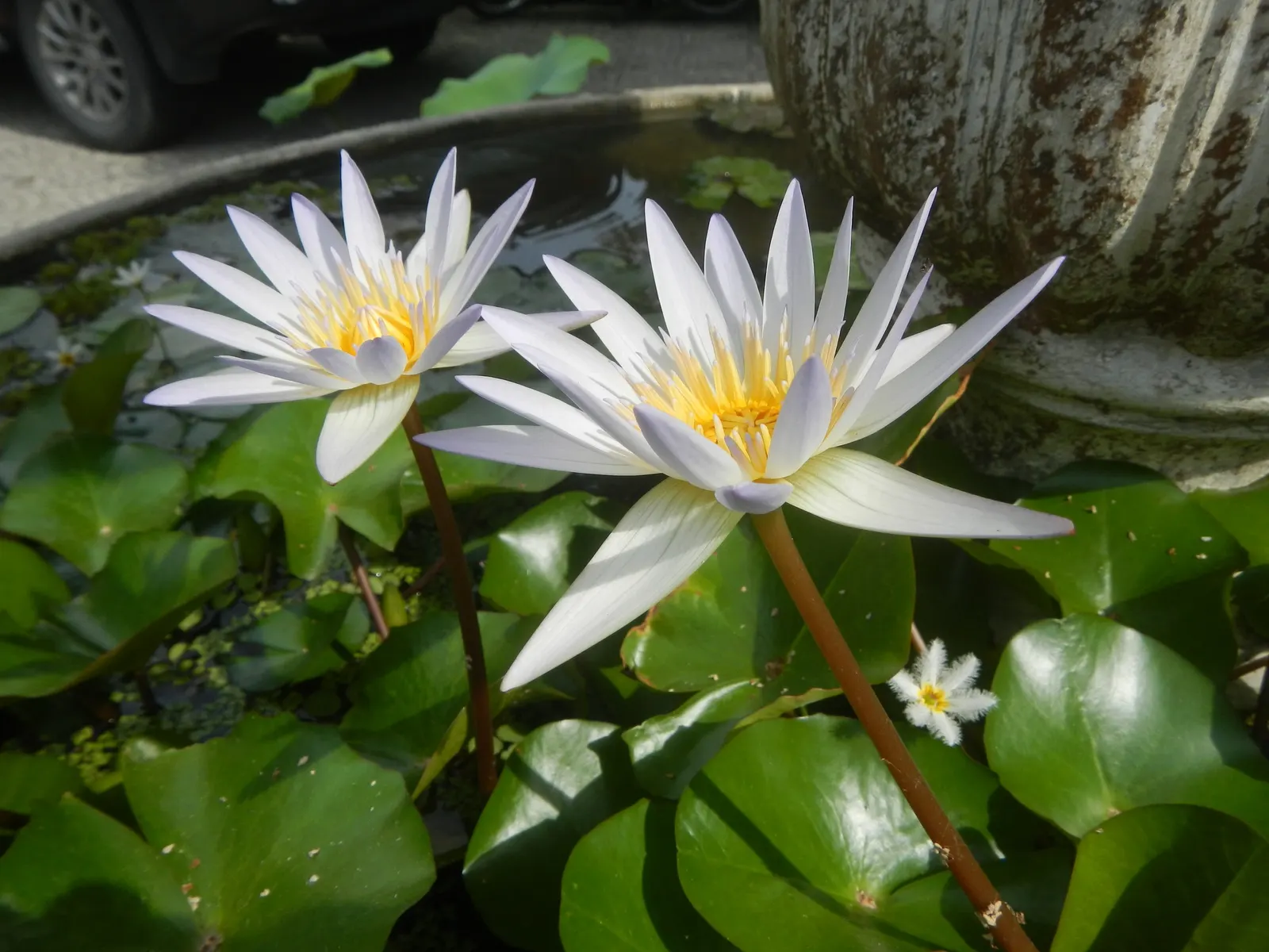 Water Lily , Hardy & Tropical (Nymphaea Cultivars) — are aquatic perennials that provide enchanting beauty and tranquility to any water garden; and 6 to 18