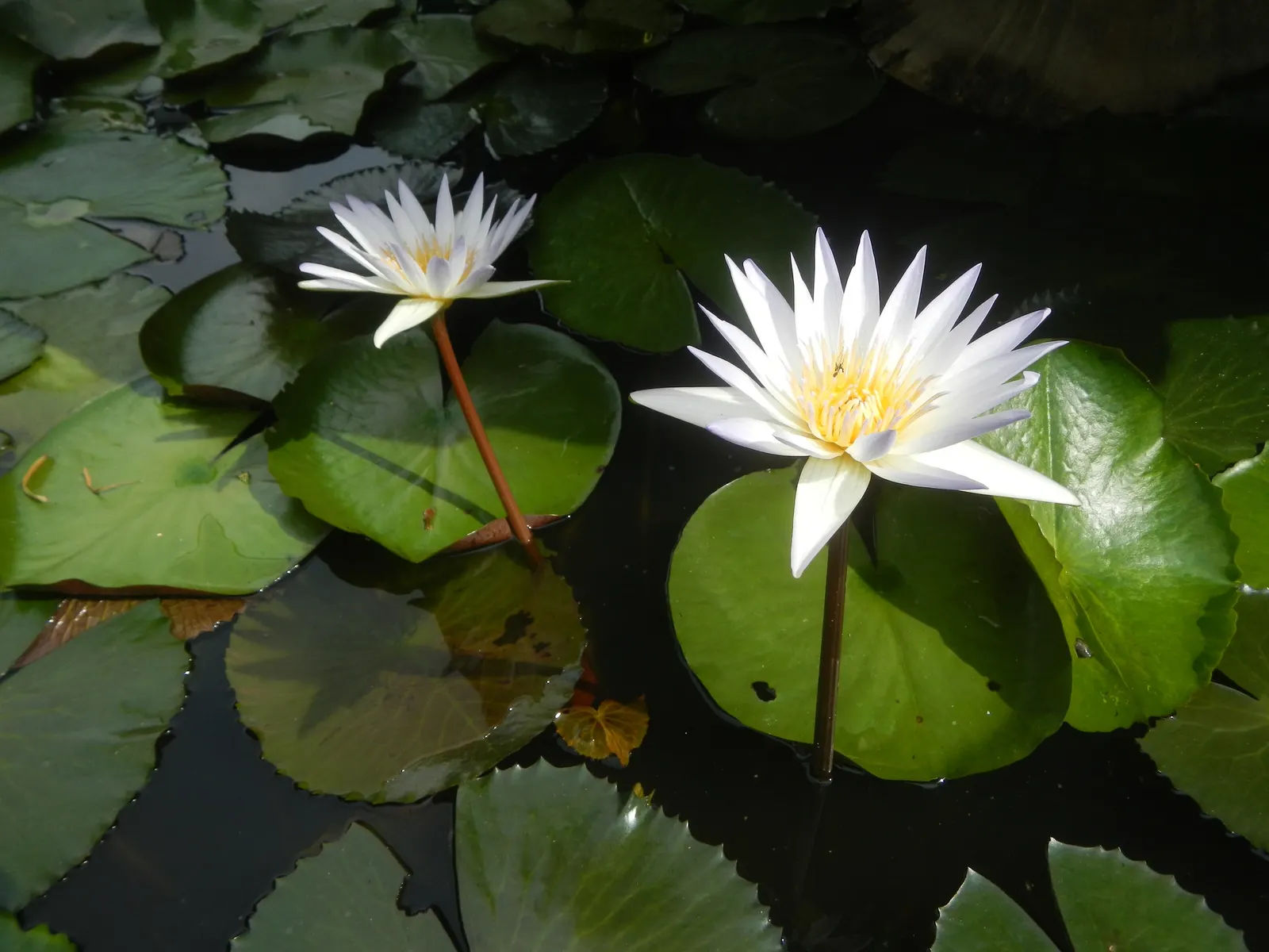 Water Lily , Hardy & Tropical (Nymphaea Cultivars) — Hardy variants withstand colder climates; tropical types can also take on night-blooming, image 61