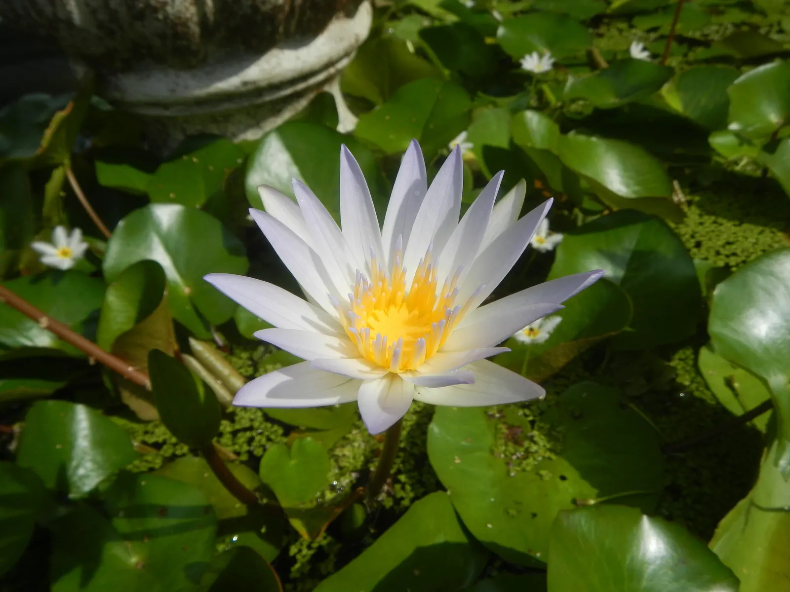 Water Lily , Hardy & Tropical (Nymphaea Cultivars) — Hardy variants withstand colder climates