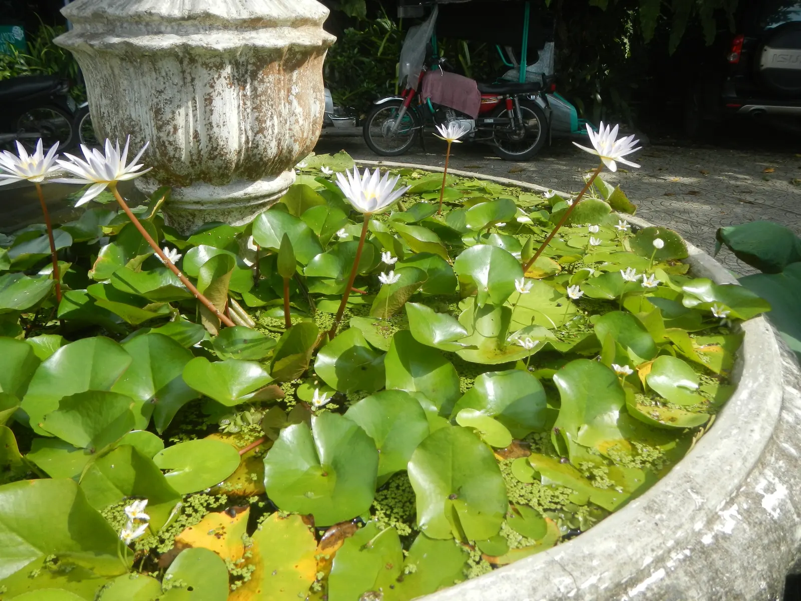 Water Lily , Hardy & Tropical (Nymphaea Cultivars) — The round foliage is generally green and lily pads can grow up to 8 to 12 inches in diameter, image 44