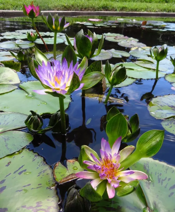 Water Lily , Hardy & Tropical (Nymphaea Cultivars) — perennially returning in zones 3-11; allows these plants ample room to grow and showcase their, image 91