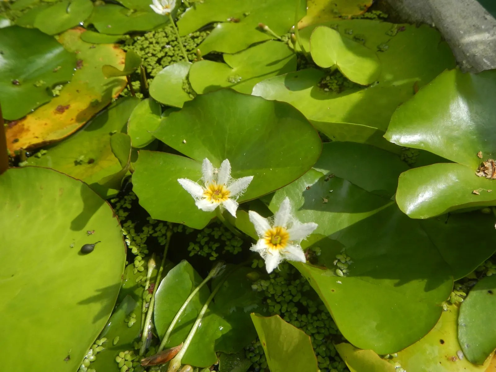 Water Lily , Hardy & Tropical (Nymphaea Cultivars) — aquatic with pink blooms; contrasting the day-blooming pattern seen in hardy species.<br><br>When