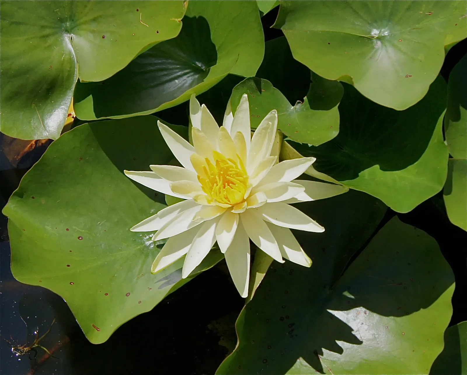 Water Lily , Hardy & Tropical (Nymphaea Cultivars) — requiring full sun for optimal bloom