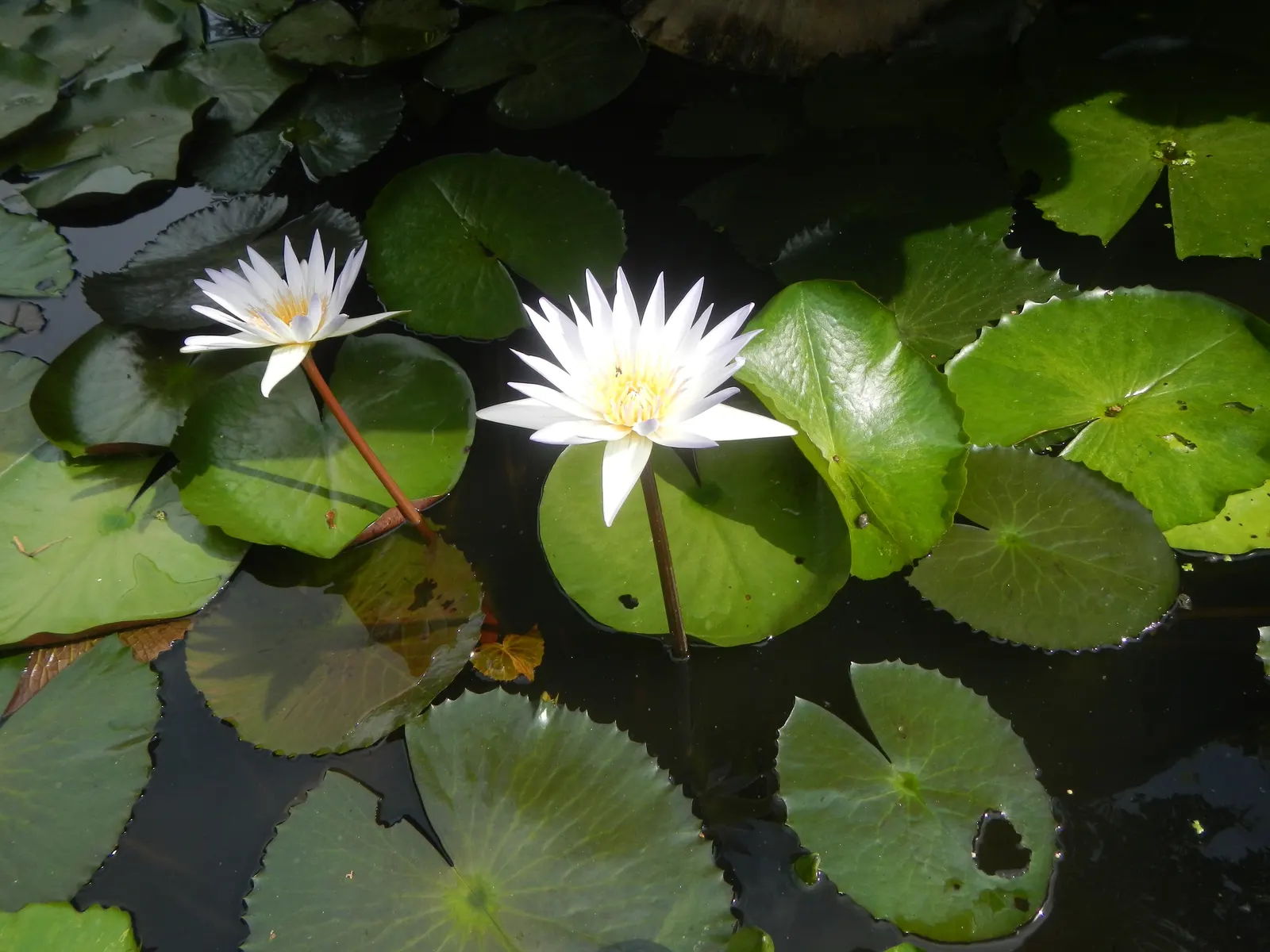 Water Lily , Hardy & Tropical (Nymphaea Cultivars) — Water lilies (Nymphaea cultivars); perennially returning in zones 3-11, image 88