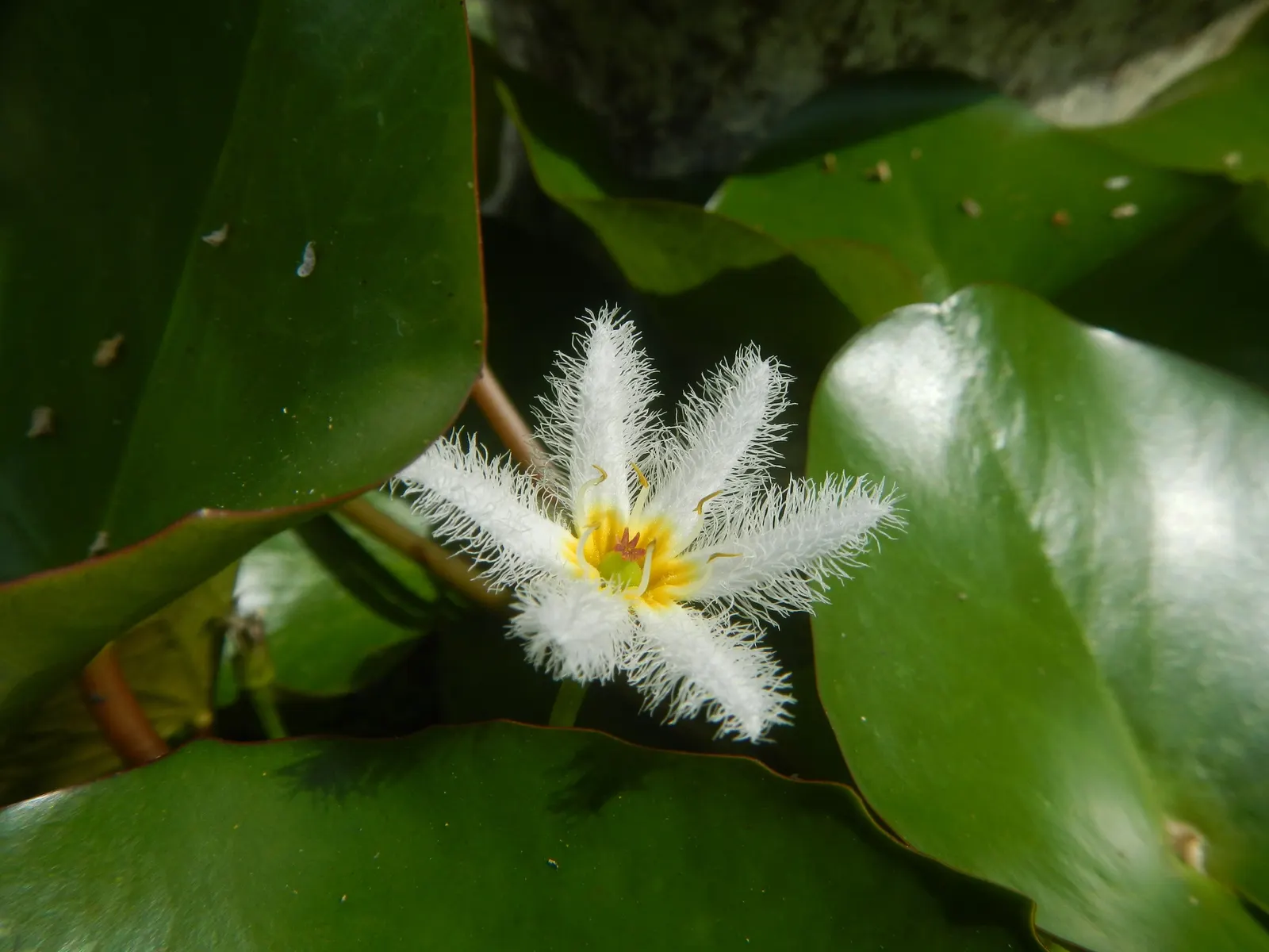 Water Lily , Hardy & Tropical (Nymphaea Cultivars) — providing shade which helps reduce algae growth in ponds.<br><br>Tropical Water Lilies; at, image 74