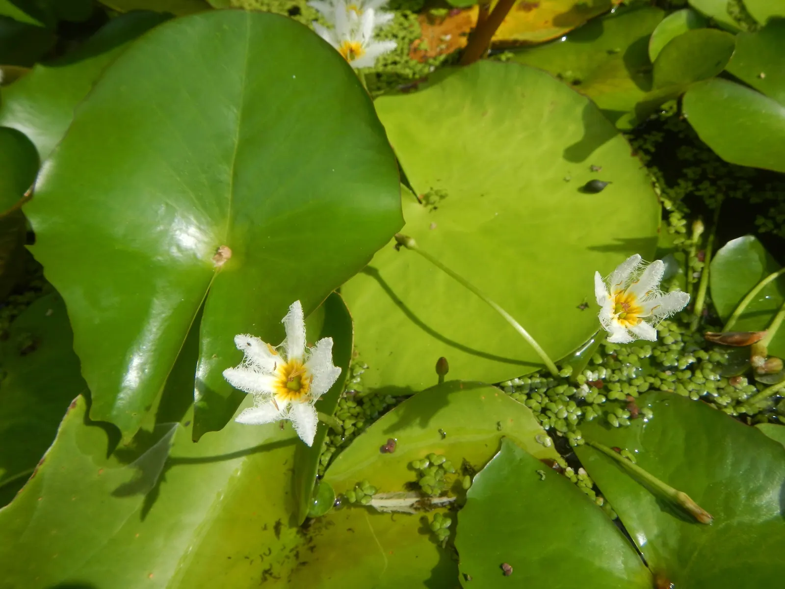 Water Lily , Hardy & Tropical (Nymphaea Cultivars) — These aquatic plants favor depths of 18-30 inches; these lilies can produce blue, purple, or, image 65