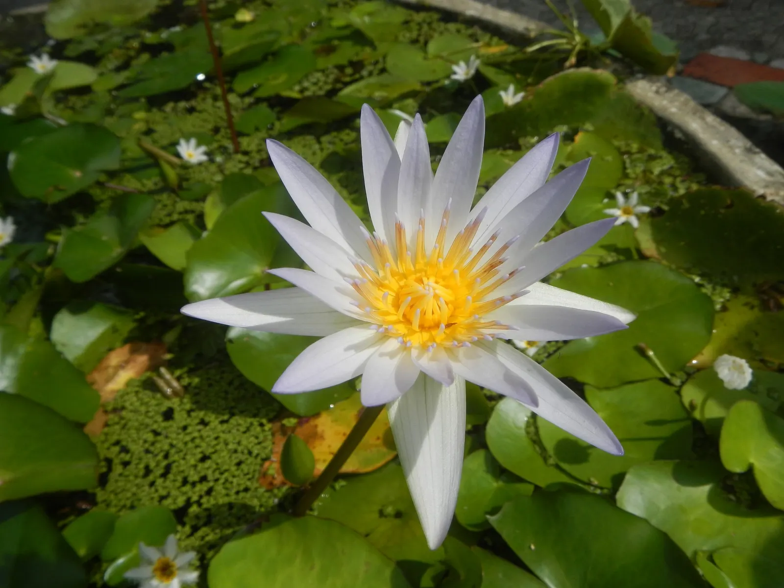 Water Lily , Hardy & Tropical (Nymphaea Cultivars) — perennially returning in zones 3-11; allows these plants ample room to grow and showcase their spectacular
